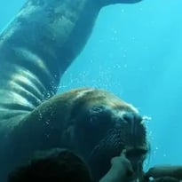 Seaquarium du Grau-du-Roi