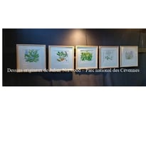Conférence : dénomination et usage des plantes, transmission d'un savoir en langue occitane
