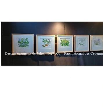 Conférence : dénomination et usage des plantes, transmission d'un savoir en langue occitane