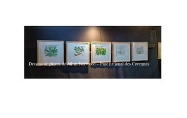 Conférence : dénomination et usage des plantes, transmission d'un savoir en langue occitane