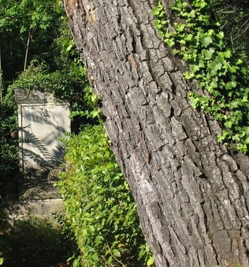Visite commentée du cimetière protestant, datant du XVIIIe siècle