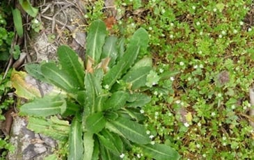 Visite : les plantes sauvages de ma rue