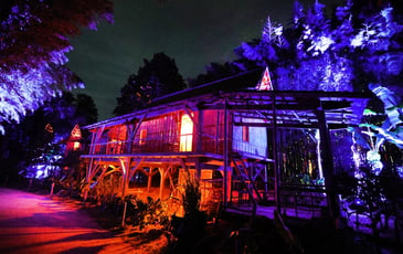 Arborescences : spectacle son et lumière