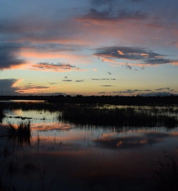 Visite guidée en zone humide de Camargue