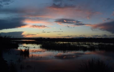 Visite guidée en zone humide de Camargue