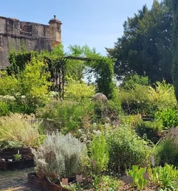 Visite commentée : jardin résiliant et adaptation au changement climatique