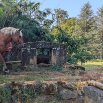 Retour aux sources : démonstration vivante d'une noria