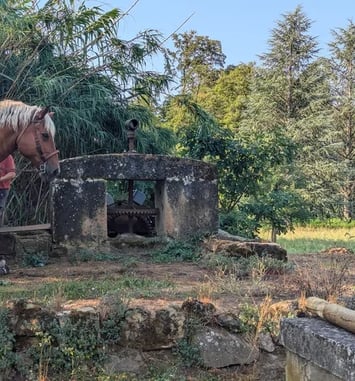 Retour aux sources : démonstration vivante d'une noria